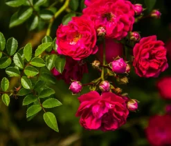 Dehner Bodendeckerrose 'Fairy King®', Rot Best