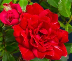 Dehner Bodendeckerrose 'Fairy King®', Rot Best