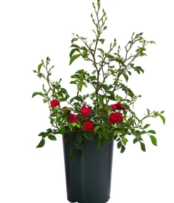 Dehner Bodendeckerrose 'Fairy King®', Rot Best