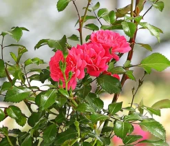 Dehner Grabschmuck & Grabgestaltung|Bodendecker & Efeu - Bodendeckerrose 'Lovely Fairy®' Rosa