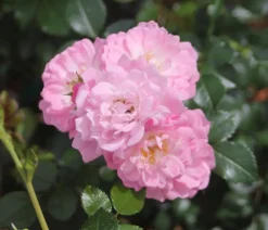 Dehner Rosen > Bodendeckerrose 'Satina®'