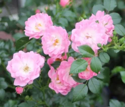 Dehner Rosen > Bodendeckerrose 'Satina®'