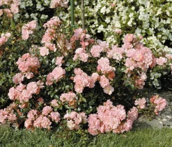 Dehner Rosen > Bodendeckerrose 'Satina®'
