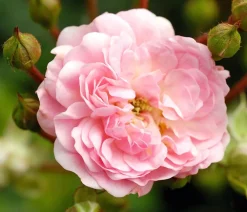 Dehner Grabschmuck & Grabgestaltung|Bodendecker & Efeu - Bodendeckerrose 'The Fairy®', rosa Zartrosa