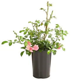 Dehner Grabschmuck & Grabgestaltung|Bodendecker & Efeu - Bodendeckerrose 'The Fairy®', rosa Zartrosa