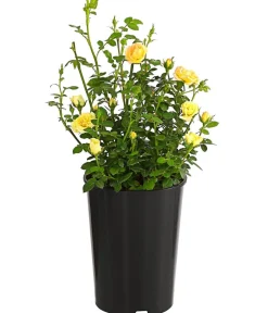 Dehner Grabschmuck & Grabgestaltung|Bodendecker & Efeu > Bodendeckerrose 'Yellow Fairy®'