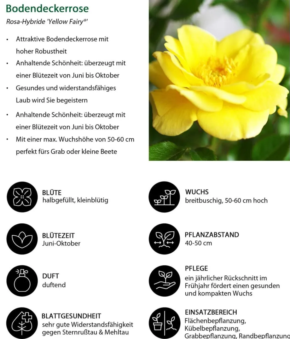 Dehner Grabschmuck & Grabgestaltung|Bodendecker & Efeu > Bodendeckerrose 'Yellow Fairy®'