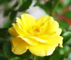 Dehner Grabschmuck & Grabgestaltung|Bodendecker & Efeu > Bodendeckerrose 'Yellow Fairy®'