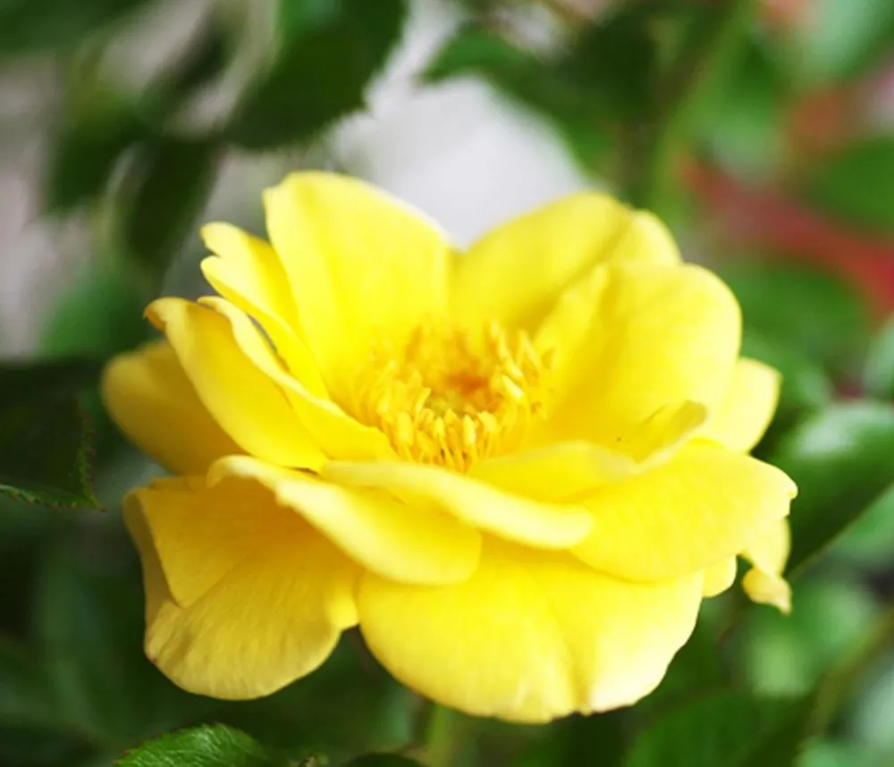 Dehner Grabschmuck & Grabgestaltung|Bodendecker & Efeu > Bodendeckerrose 'Yellow Fairy®'