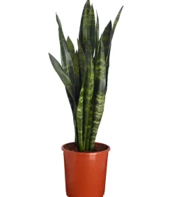 Dehner Sukkulenten|Bogenhanf > Bogenhanf - Sansevieria 'Black Coral'