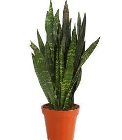 Dehner Bogenhanf - Sansevieria 'Black Coral' Discount