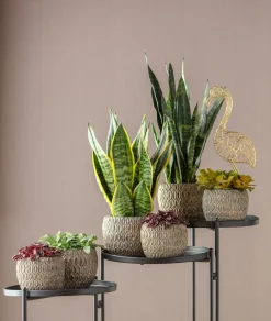 Dehner Sukkulenten|Bogenhanf - Bogenhanf - Sansevieria 'Black Coral'
