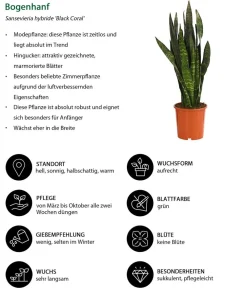 Dehner Sukkulenten|Bogenhanf - Bogenhanf - Sansevieria 'Black Coral'