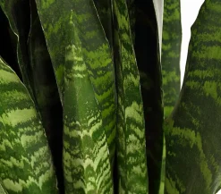 Dehner Sukkulenten|Bogenhanf - Bogenhanf - Sansevieria 'Black Coral'