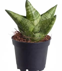 Dehner Sukkulenten|Bogenhanf - Bogenhanf - Sansevieria 'Boncellensis'