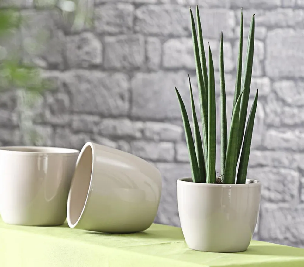 Dehner Sukkulenten|Bogenhanf > Bogenhanf - Sansevieria cylindrica 'Spaghetti'