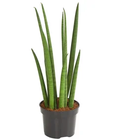 Dehner Sukkulenten|Bogenhanf > Bogenhanf - Sansevieria cylindrica 'Spaghetti'
