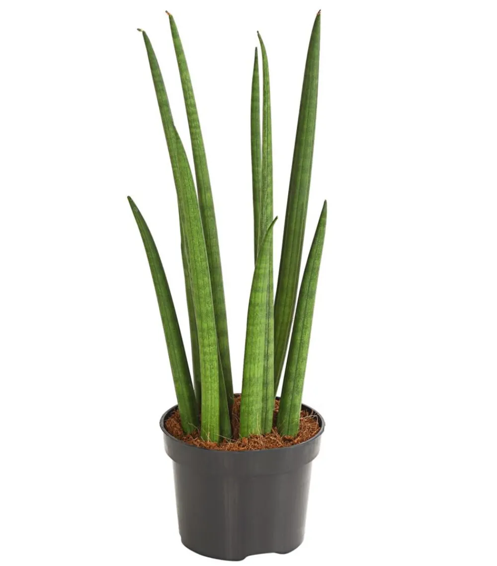 Dehner Sukkulenten|Bogenhanf > Bogenhanf - Sansevieria cylindrica 'Spaghetti'