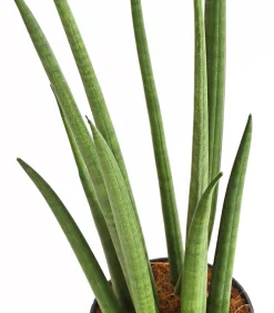 Dehner Sukkulenten|Bogenhanf > Bogenhanf - Sansevieria cylindrica 'Spaghetti'