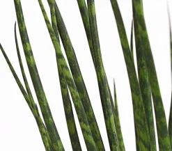 Dehner Bogenhanf - Sansevieria cylindrica 'Mikado' Best