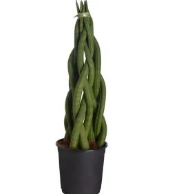 Dehner Bogenhanf - Sansevieria cylindrica, verschiedene Sorten Grün Clearance
