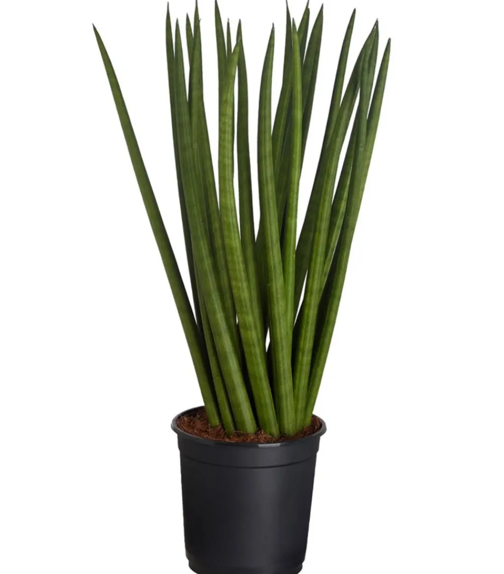 Dehner Bogenhanf - Sansevieria cylindrica, verschiedene Sorten Grün Clearance