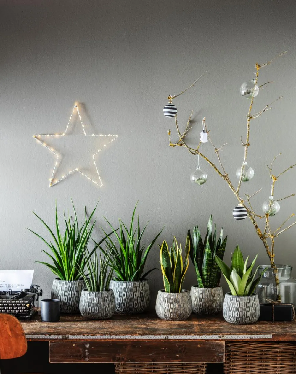 Dehner Sukkulenten|Bogenhanf > Bogenhanf - Sansevieria hybride 'Fernwood Punk'
