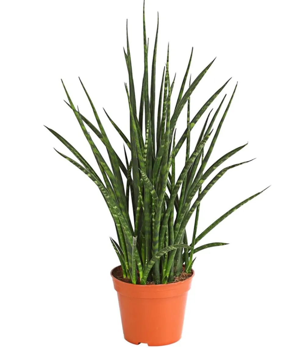 Dehner Sukkulenten|Bogenhanf > Bogenhanf - Sansevieria hybride 'Fernwood Punk'