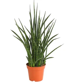 Dehner Sukkulenten|Bogenhanf - Bogenhanf - Sansevieria hybride 'Fernwood Punk' Grün