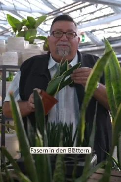 Dehner Bogenhanf|Hydropflanzen > Bogenhanf - Sansevieria trifasciata var. laurentii, Hydrokultur
