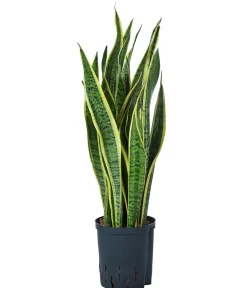 Dehner Bogenhanf|Hydropflanzen > Bogenhanf - Sansevieria trifasciata var. laurentii, Hydrokultur