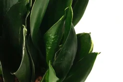 Dehner Hydropflanzen|Grünpflanzen > Bogenhanf - Sansevieria trifasciata 'Black Jade', Hydrokultur