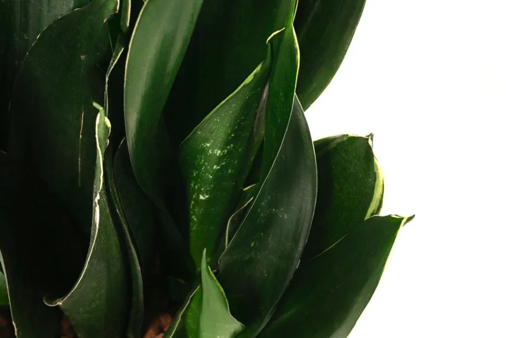Dehner Hydropflanzen|Grünpflanzen > Bogenhanf - Sansevieria trifasciata 'Black Jade', Hydrokultur