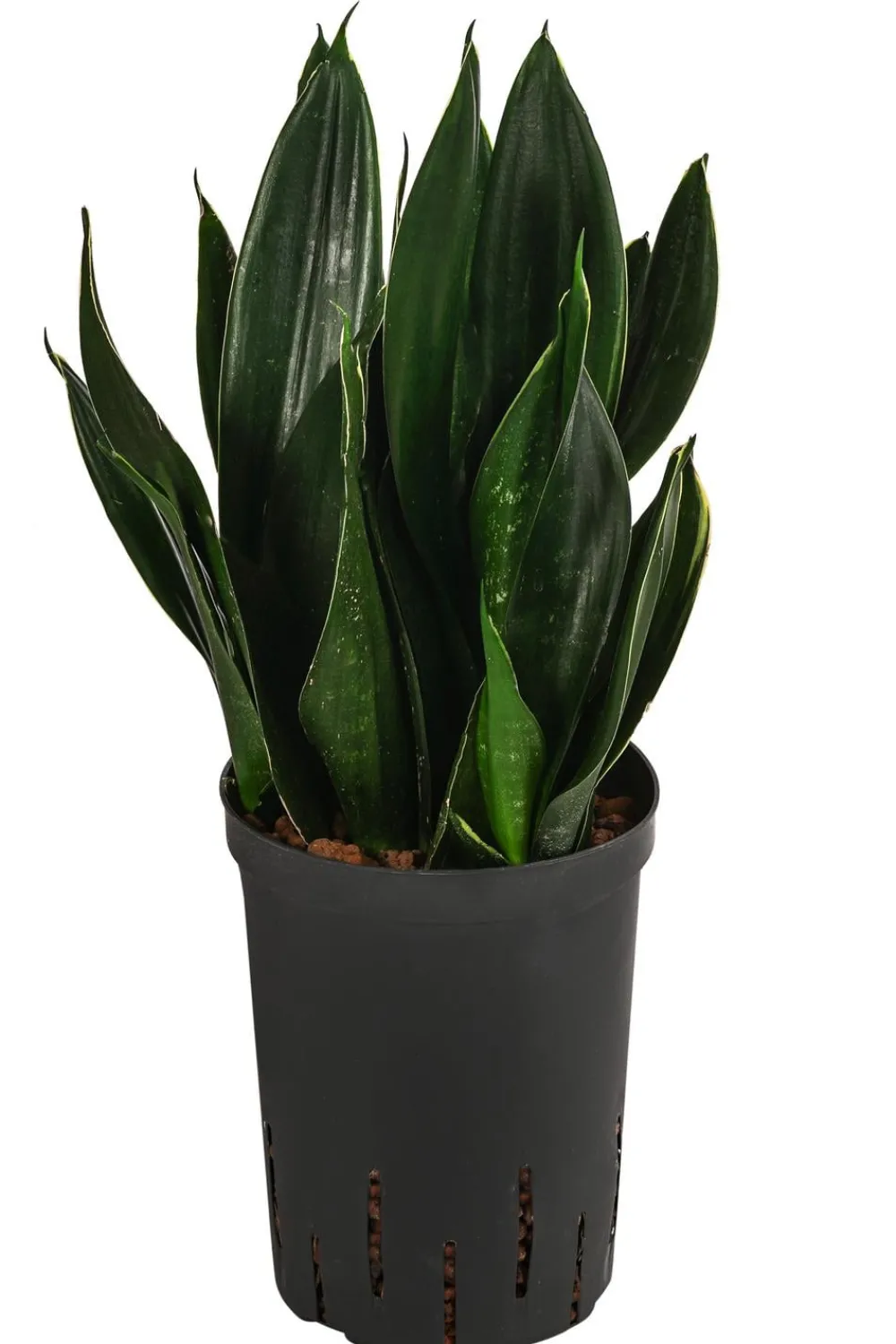 Dehner Hydropflanzen|Grünpflanzen > Bogenhanf - Sansevieria trifasciata 'Black Jade', Hydrokultur
