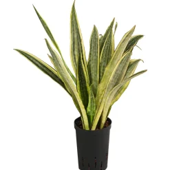 Dehner Hydropflanzen|Grünpflanzen - Bogenhanf - Sansevieria trifasciata 'Lauren', Hydrokultur