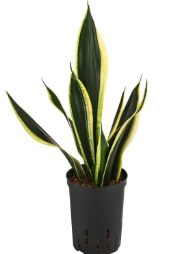 Dehner Hydropflanzen|Grünpflanzen - Bogenhanf - Sansevieria trifasciata 'Super Flame', Hydrokultur