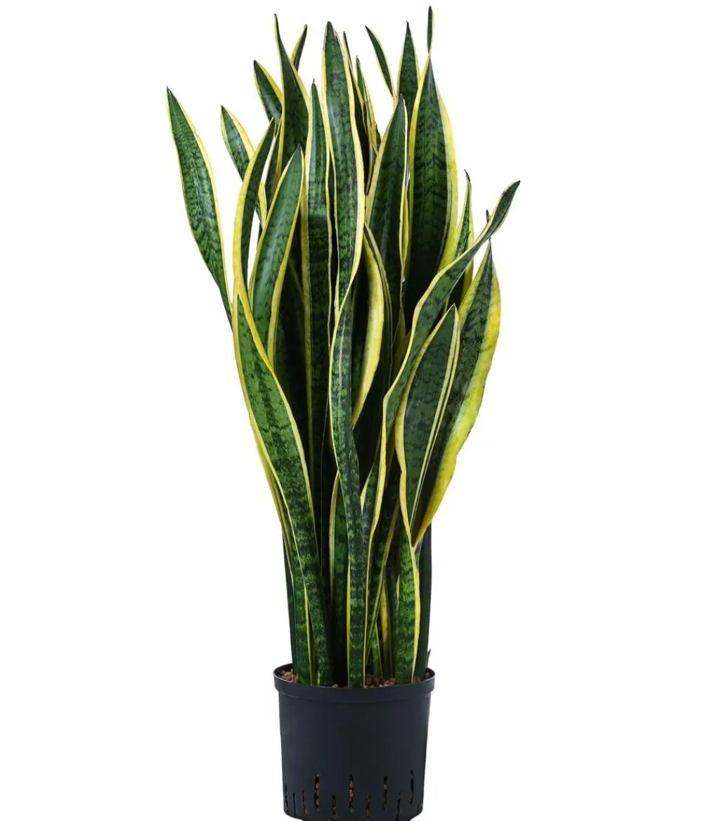 Dehner Bogenhanf|Hydropflanzen > Bogenhanf - Sansevieria trifasciata var. laurentii, Hydrokultur