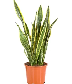 Dehner Sukkulenten|Bogenhanf > Bogenhanf - Sansevieria trifasciata var. laurentii