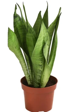Dehner Sukkulenten|Bogenhanf > Bogenhanf - Sansevieria trifasciata 'Moonshine'