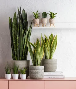 Dehner Bogenhanf - Sansevieria trifasciata var. laurentii New