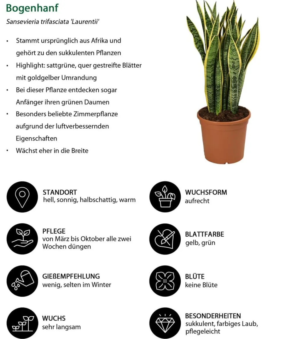 Dehner Bogenhanf - Sansevieria trifasciata var. laurentii Outlet