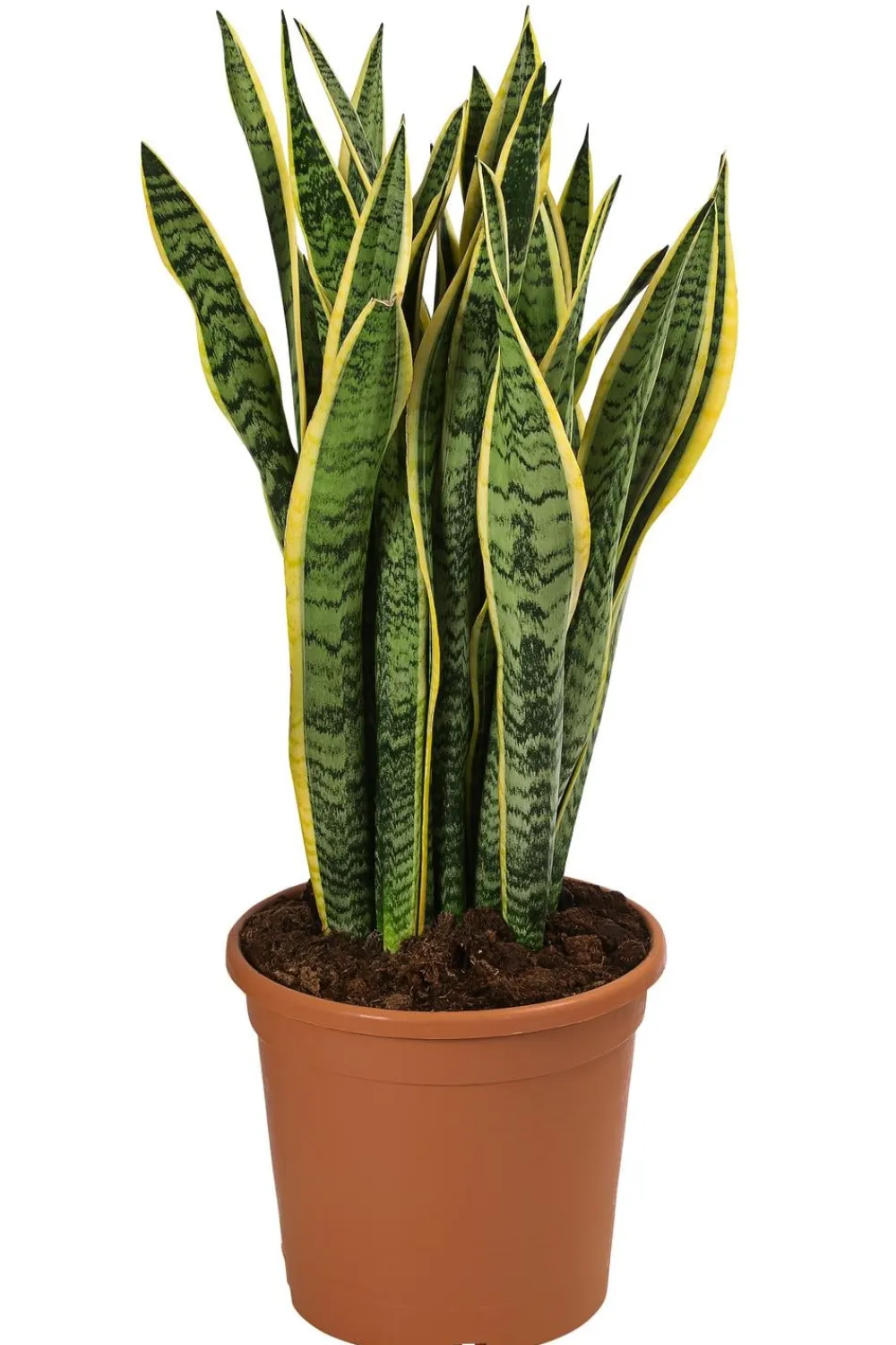 Dehner Bogenhanf - Sansevieria trifasciata var. laurentii Outlet