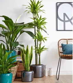 Dehner Bogenhanf - Sansevieria trifasciata var. laurentii Outlet