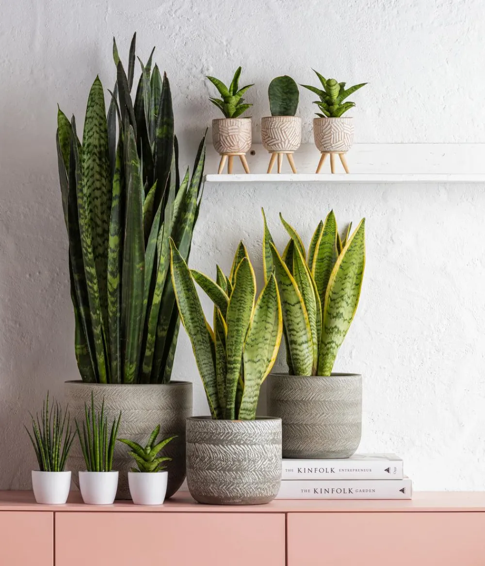 Dehner Bogenhanf - Sansevieria trifasciata var. laurentii Outlet