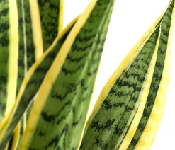 Dehner Bogenhanf - Sansevieria trifasciata var. laurentii Outlet