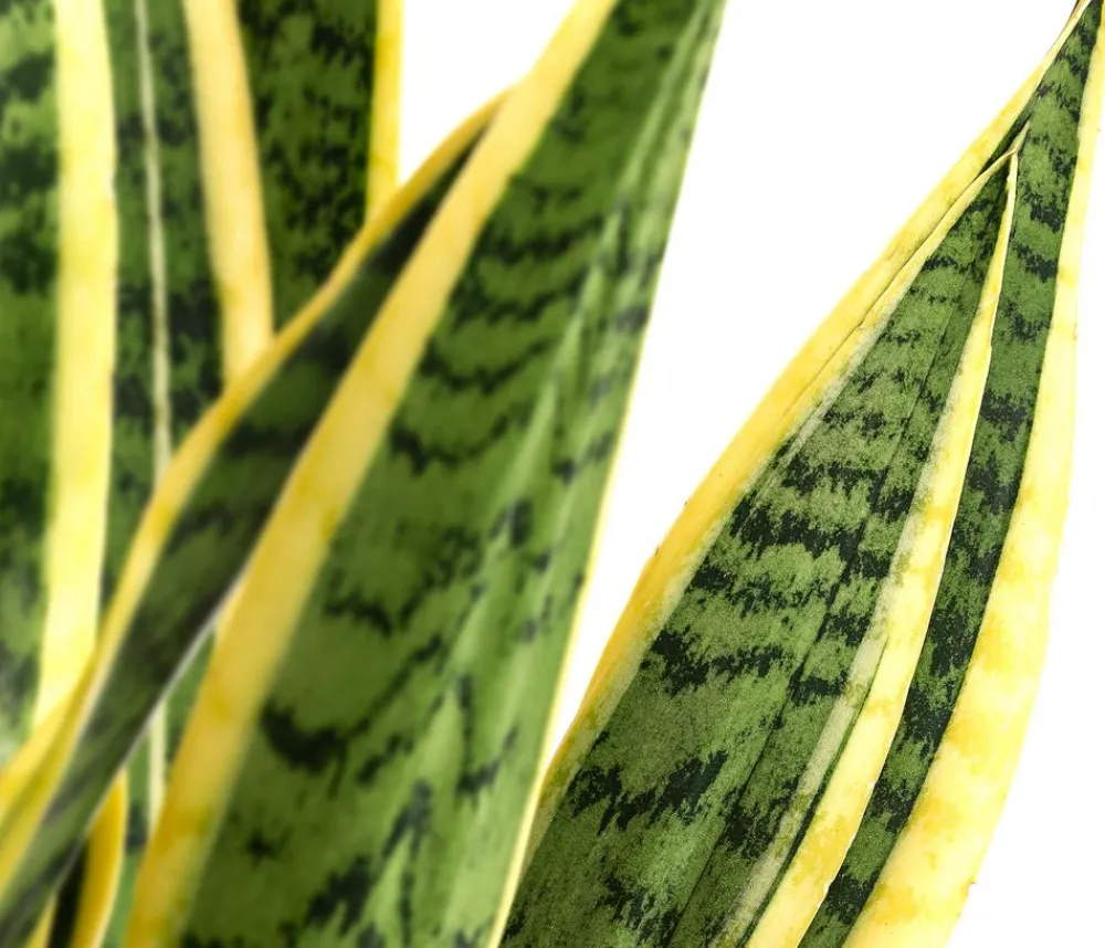 Dehner Bogenhanf - Sansevieria trifasciata var. laurentii Outlet