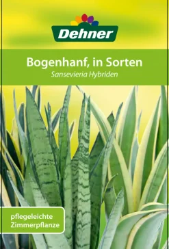 Dehner Bogenhanf - Sansevieria trifasciata 'Moonshine' Hot
