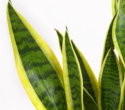 Dehner Sukkulenten|Bogenhanf - Bogenhanf - Sansevieria trifasciata var. laurentii