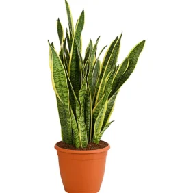 Dehner Sukkulenten|Bogenhanf - Bogenhanf - Sansevieria trifasciata var. laurentii