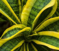 Dehner Sukkulenten|Bogenhanf - Bogenhanf - Sansevieria trifasciata var. laurentii